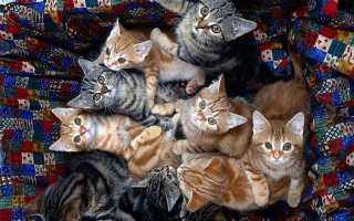 К чему женщине снятся кошки и очень много кошек и котов