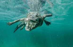 Сон, где снятся крокодилы в воде: значение по сонникам