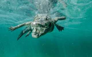 Сон, где снятся крокодилы в воде: значение по сонникам
