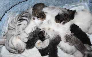 Кошка родила котят во сне: толкование по сонникам
